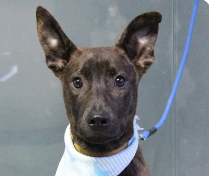A baby medium-sized male Mountain Dog dog named Kenzo for adoption in San Ramon, CA