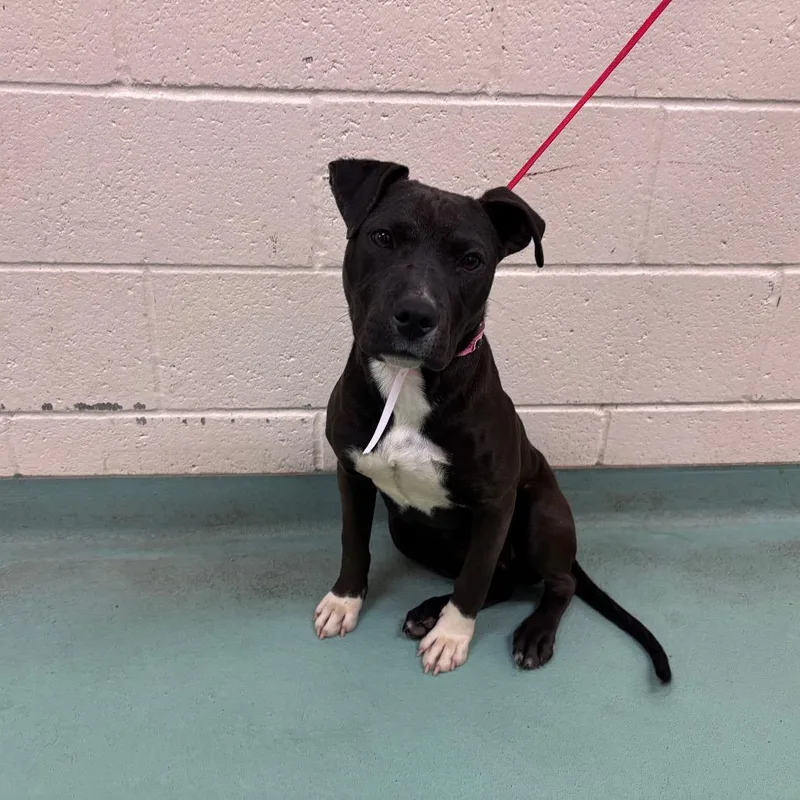 A young medium-sized female Black Mixed Breed dog named Serena for adoption in Memphis, TN