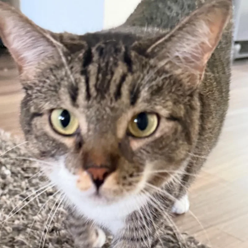 An adult small-sized male Brown / Chocolate Domestic Short Hair cat named Brave for adoption in Long Beach, CA