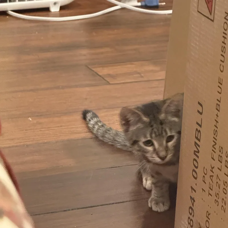 A baby small-sized male Tabby (Brown / Chocolate) Domestic Short Hair cat named Rufus Delancey for adoption in Philadelphia, PA