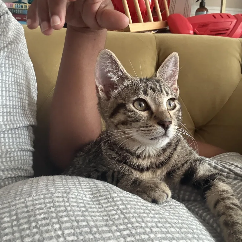 Rufus Delancey thumbnail 5