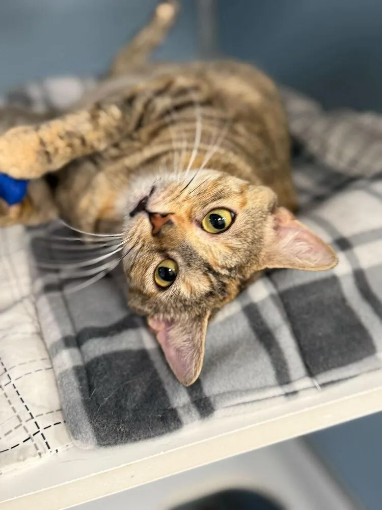 An adult medium-sized female Tortoiseshell Domestic Short Hair cat named Sansa for adoption in Milltown, NJ