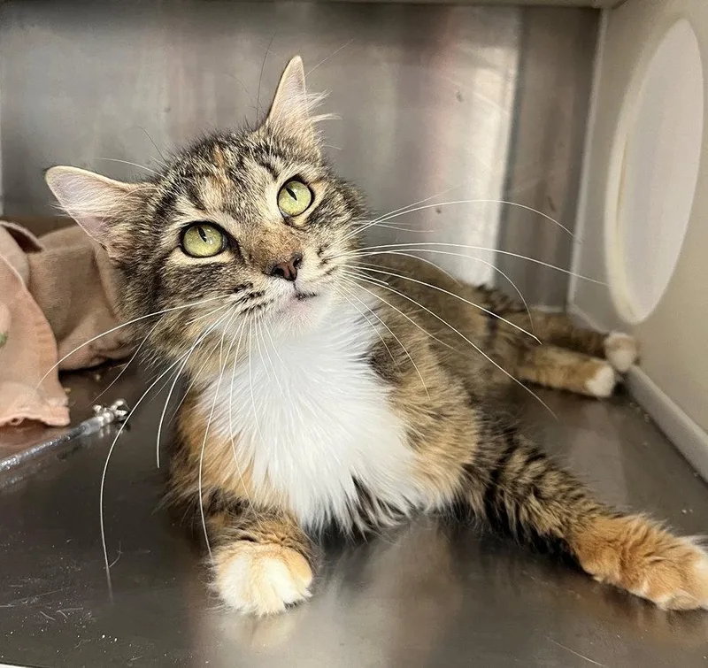 A young medium-sized female Domestic Medium Hair cat named Henrietta for adoption in Carrollton, GA