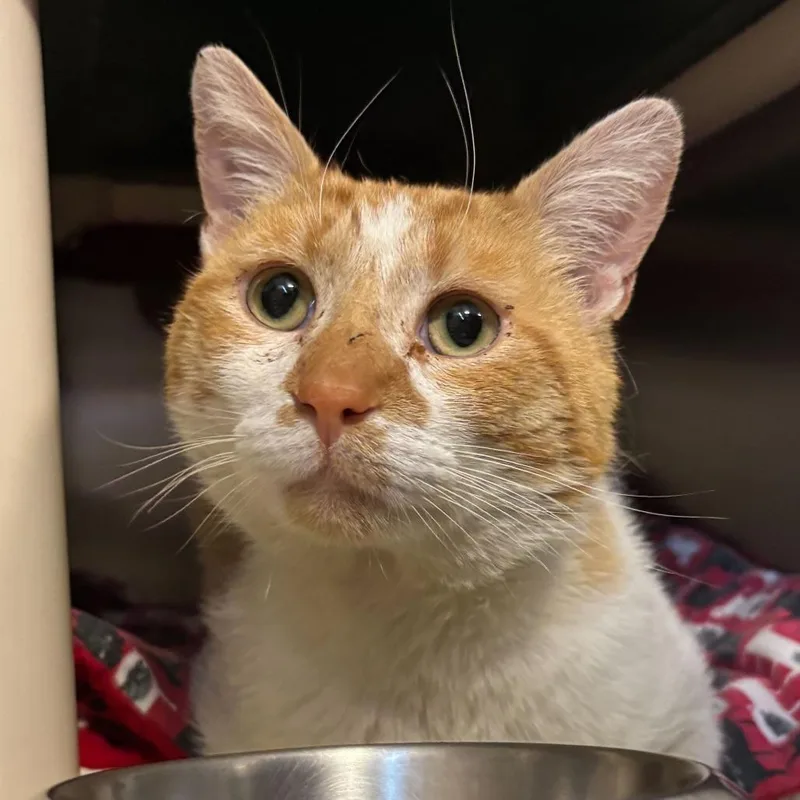 An adult medium-sized male Orange / Red Domestic Short Hair cat named Toast for adoption in Newark, DE