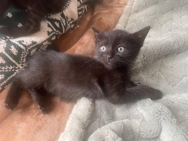 A baby small-sized female Domestic Short Hair cat named Bubbles for adoption in San Bernardino, CA