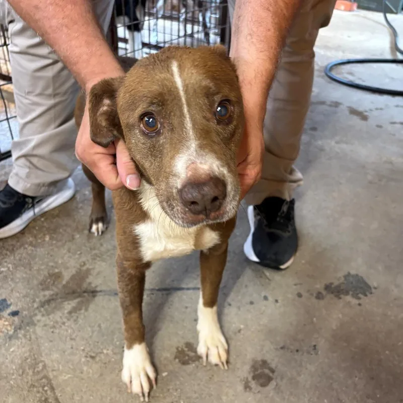 An adult medium-sized male Brown / Chocolate Pit Bull Terrier dog named Mr. Green for adoption in Austin, TX