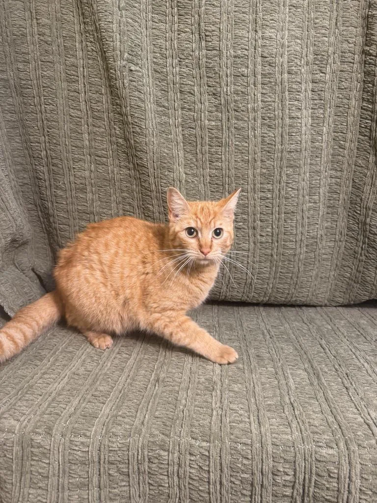 Rosemary thumbnail 2