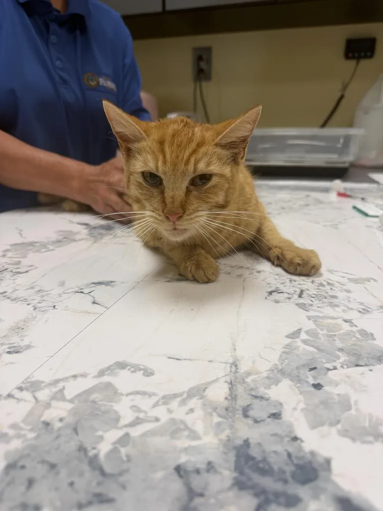 Rosemary thumbnail 3