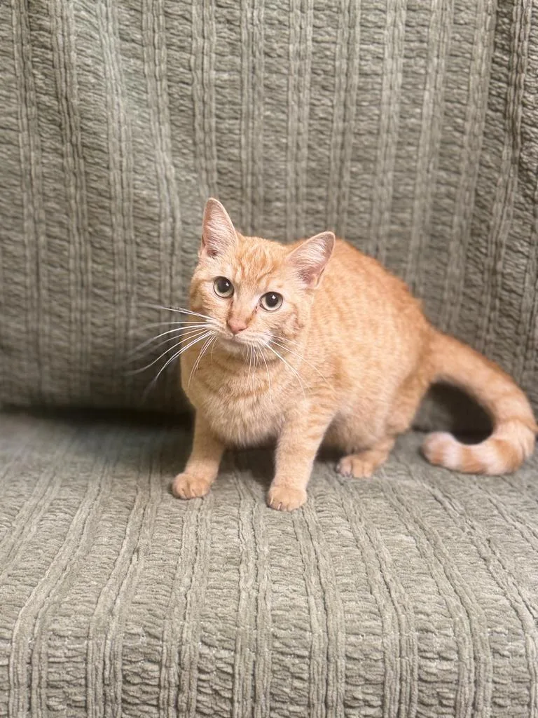 Rosemary thumbnail 4