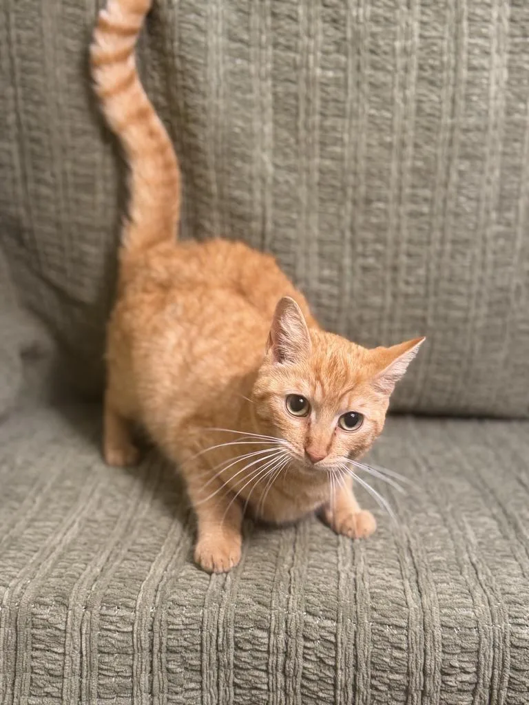 Rosemary thumbnail 5