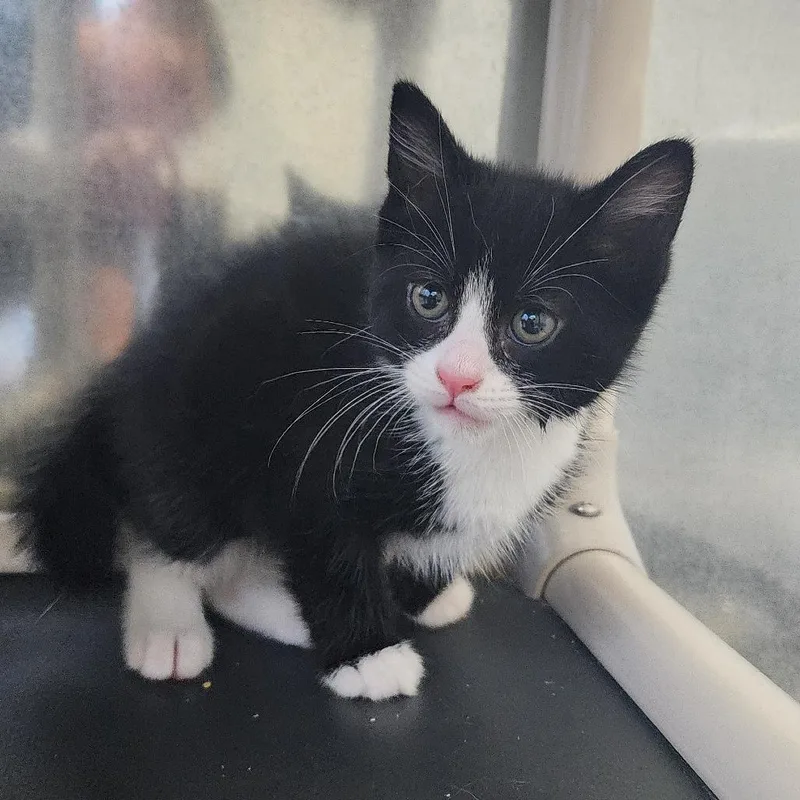 A baby small-sized male Black Domestic Short Hair cat named Stallone for adoption in Elizabeth City, NC