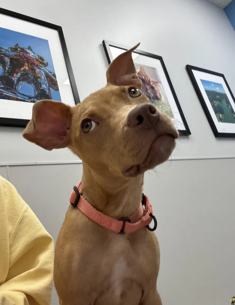 A baby medium-sized female Pit Bull Terrier dog named Finley for adoption in Cornelius, NC