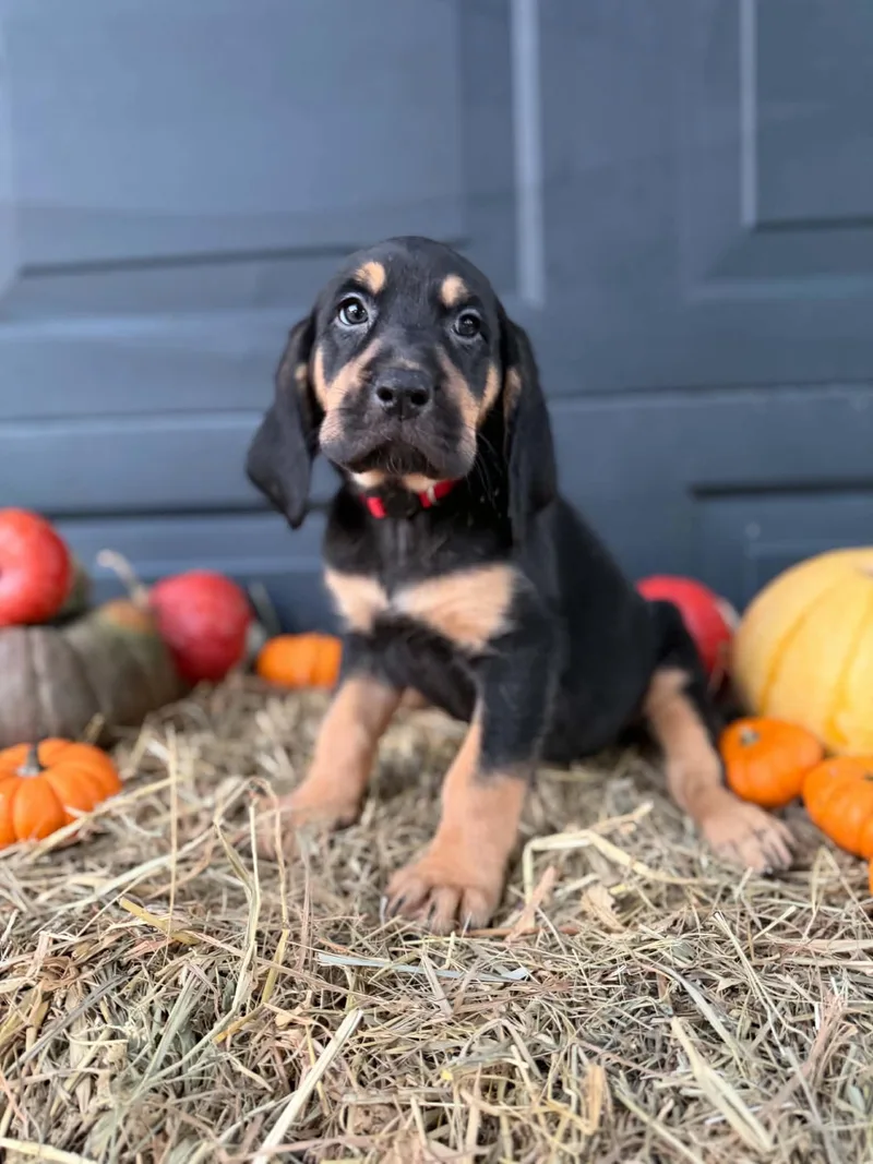 A baby medium-sized female Black and Tan Coonhound dog named Baby Bird for adoption in Dysart, IA