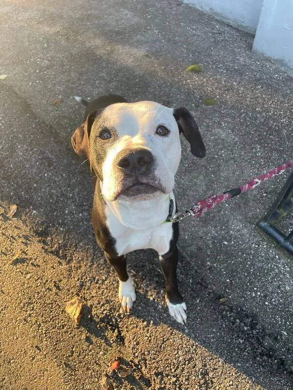 An adult medium-sized male Black Mixed Breed dog named Bacon for adoption in Cincinnati, OH
