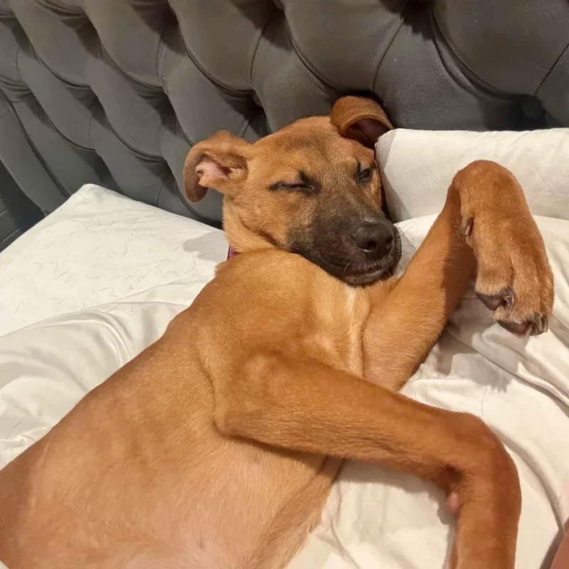 A baby large-sized female Red / Chestnut / Orange German Shepherd Dog dog named Dahlia for adoption in Fort Worth, TX