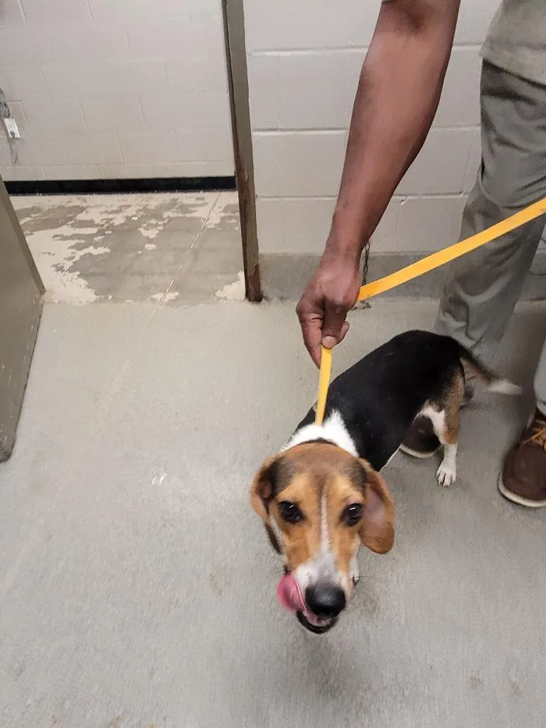 A young medium-sized male Beagle dog named Travis for adoption in Hopkinsville, KY