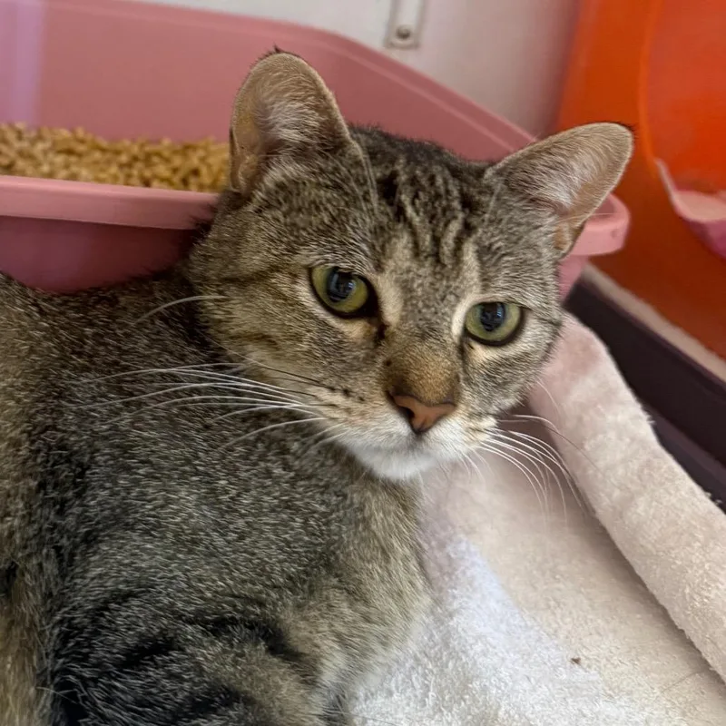 A young medium-sized female Black Domestic Short Hair cat named Cinderella for adoption in Desert Hot Springs, CA