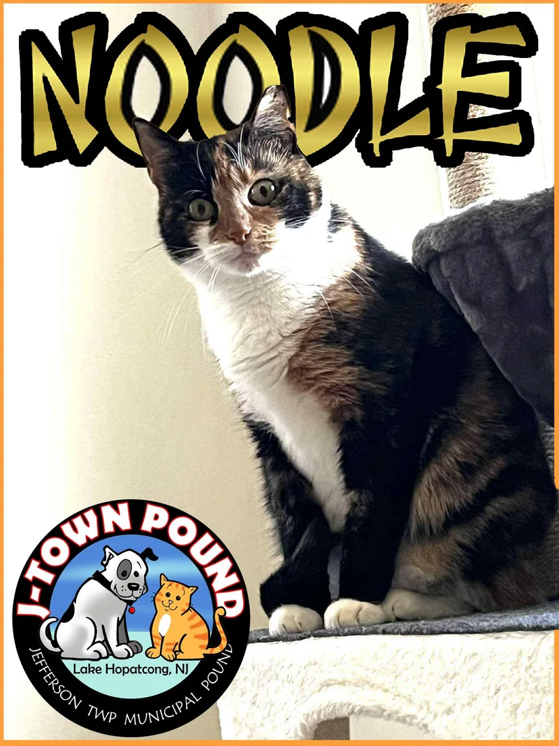 Noodle  Shy But thumbnail 2