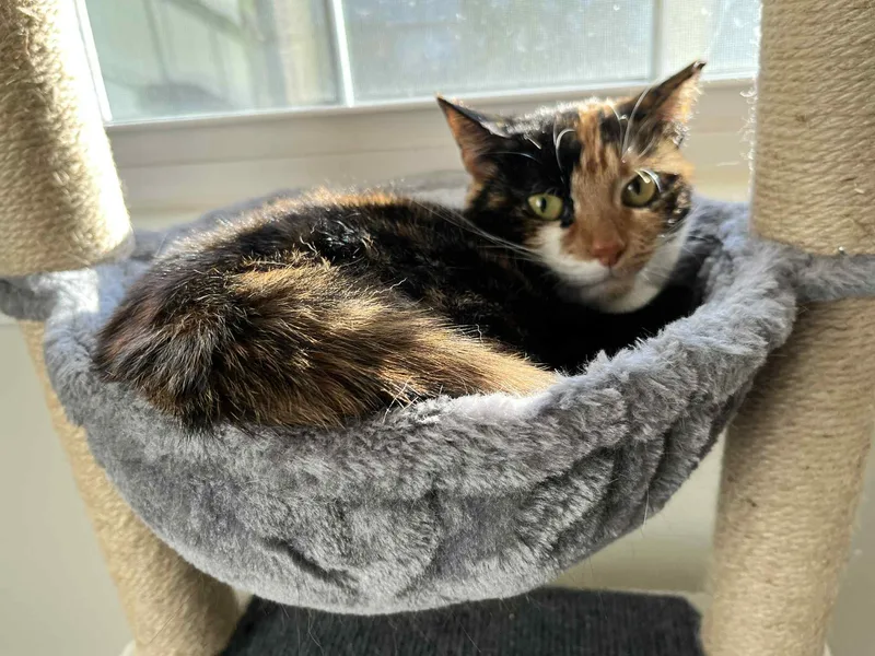 Noodle  Shy But thumbnail 3