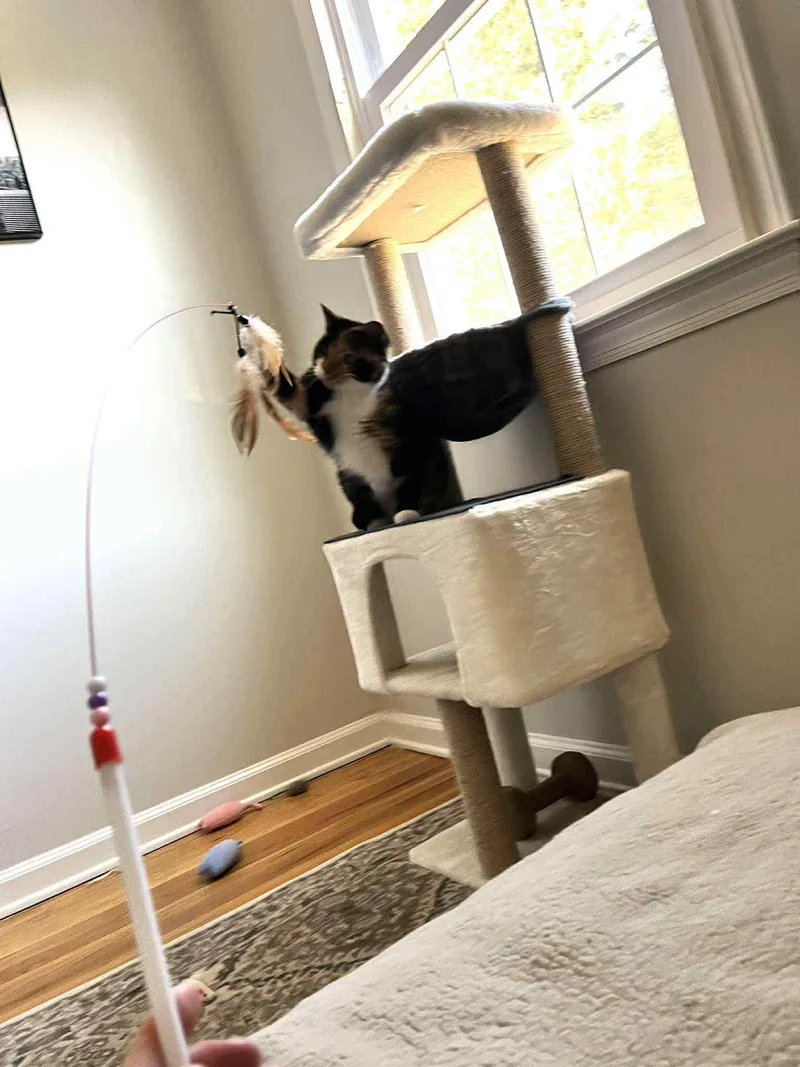 Noodle  Shy But thumbnail 4