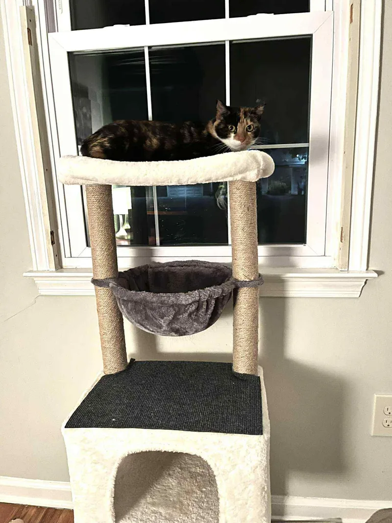 Noodle  Shy But thumbnail 5