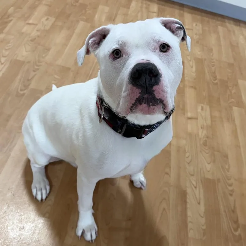 Remington thumbnail 2