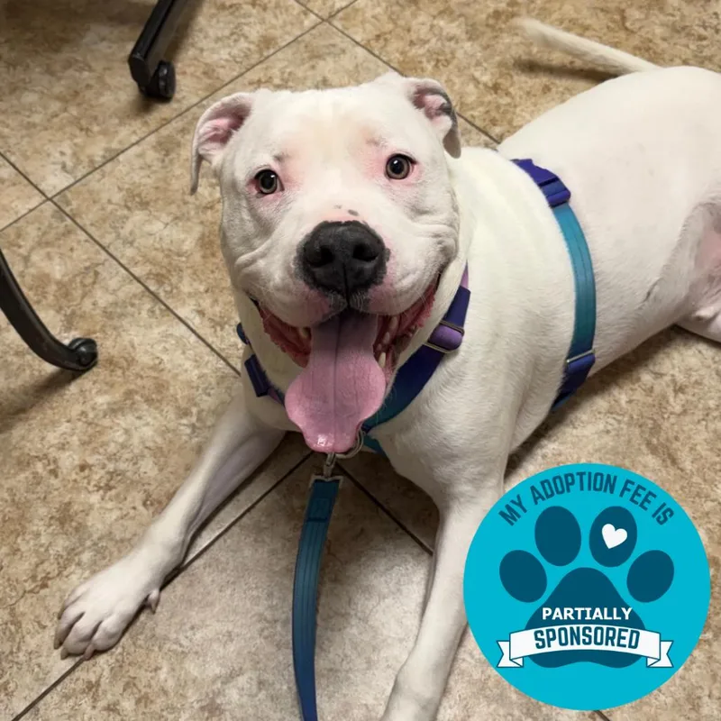 Remington thumbnail 3