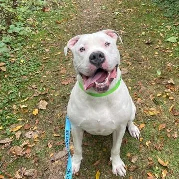 Remington thumbnail 4