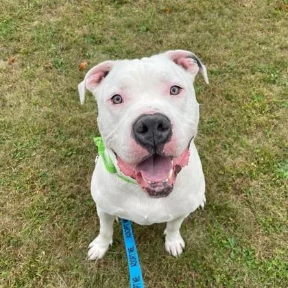 Remington thumbnail 5