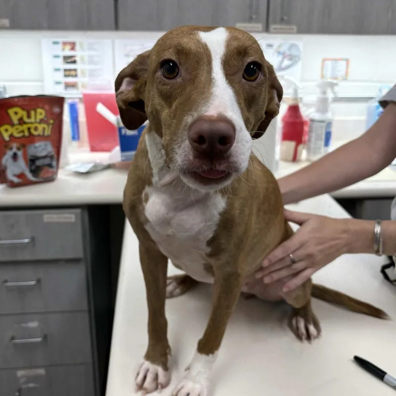 An adult medium-sized female Brown / Chocolate Terrier dog named Cookie for adoption in Beaumont, TX