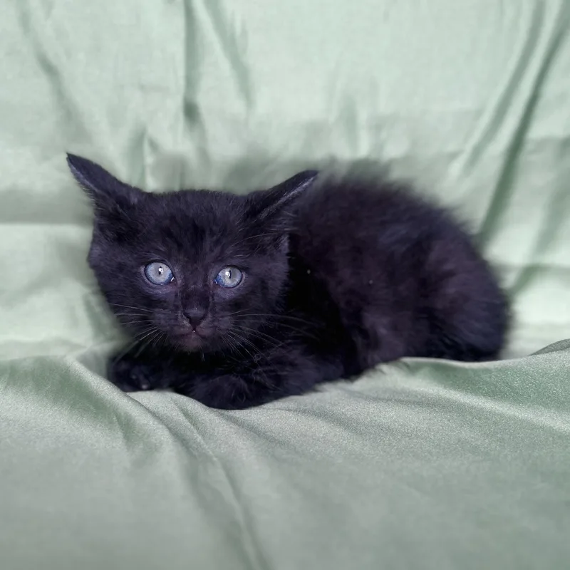 A baby medium-sized male Domestic Short Hair cat named Sparky for adoption in Rowland Heights, CA