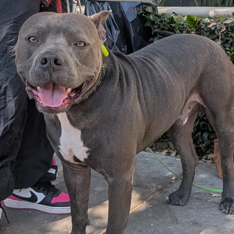 An adult medium-sized male Gray / Blue / Silver Pit Bull Terrier dog named Debo for adoption in Pasadena, CA