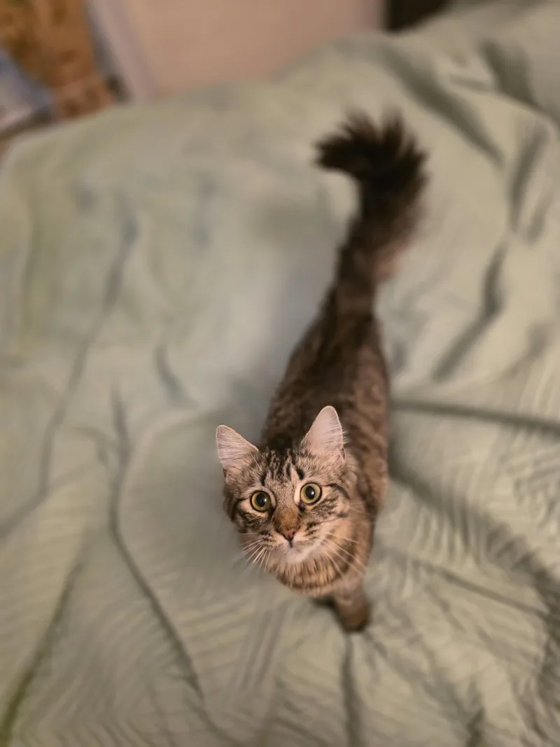 A young medium-sized female Domestic Long Hair cat named Lita for adoption in Brooklyn, NY