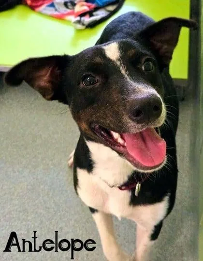A young large-sized female Terrier dog named Antelope for adoption in Blountville, TN