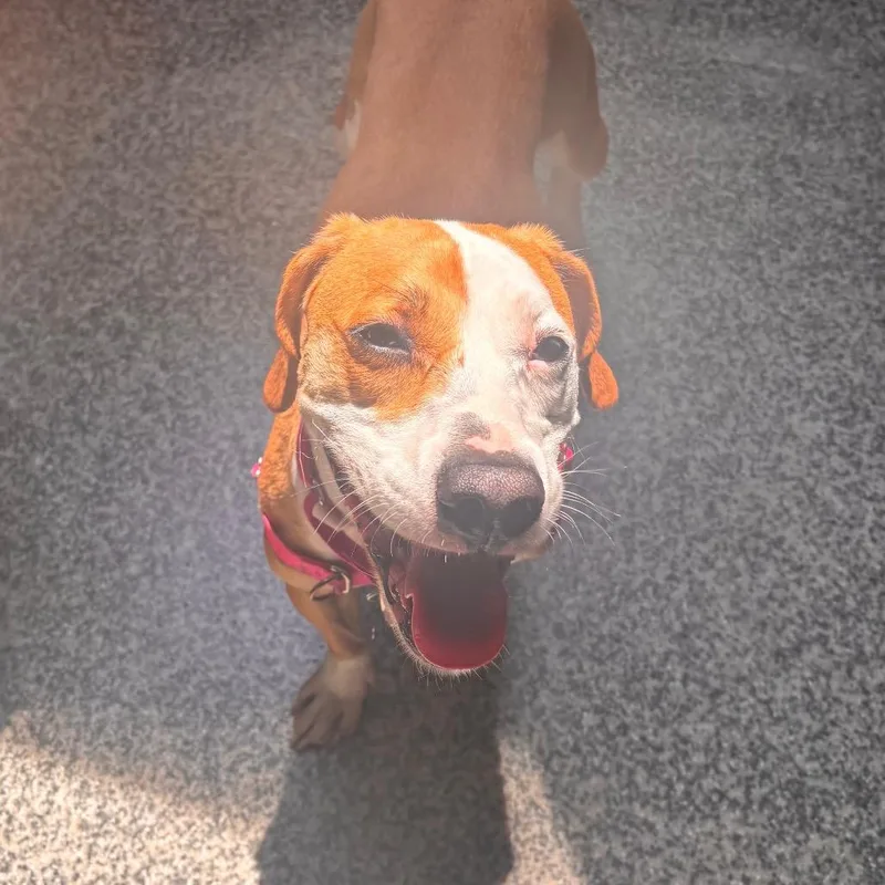 A young medium-sized female Brown / Chocolate Beagle dog named June for adoption in Falls Church, VA