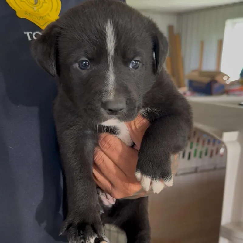 A baby small-sized male Black Pit Bull Terrier dog named Cheefe for adoption in Detroit Lakes, MN