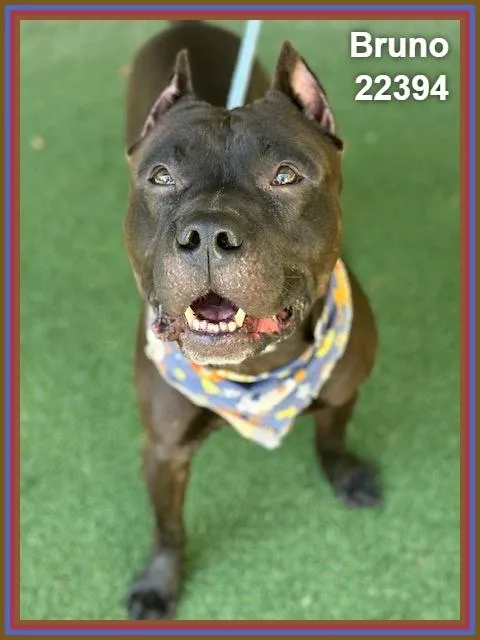 An adult large-sized male Black Pit Bull Terrier dog named Bruno for adoption in Marietta, GA