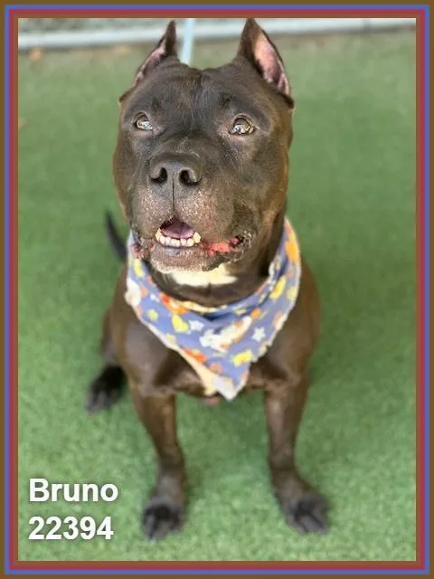 Bruno thumbnail 2