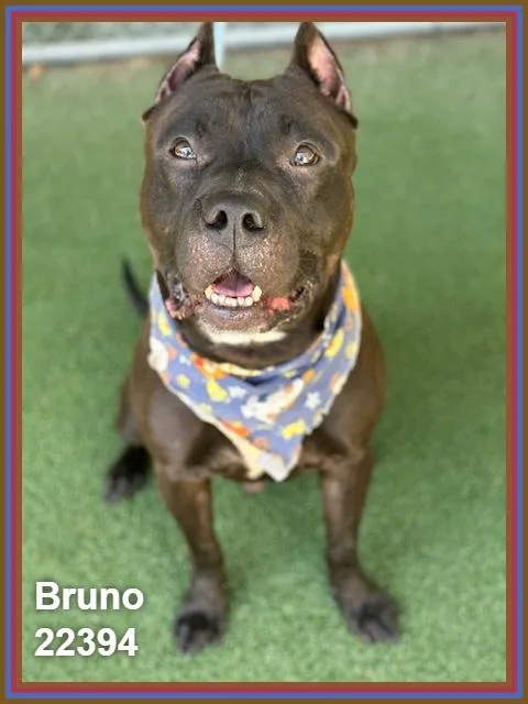 Bruno thumbnail 4