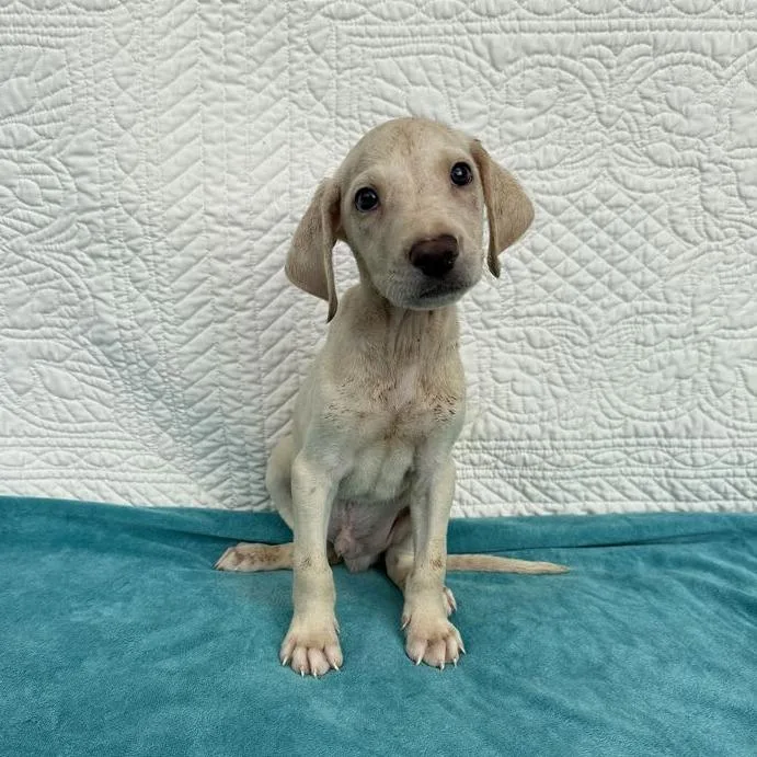 A baby small-sized male Terrier dog named Funnel Cake for adoption in Carencro, LA