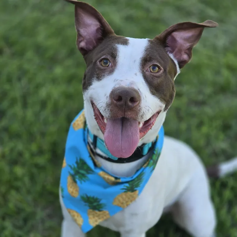 A young medium-sized male White / Cream Mixed Breed dog named Crouton for adoption in Effingham, IL