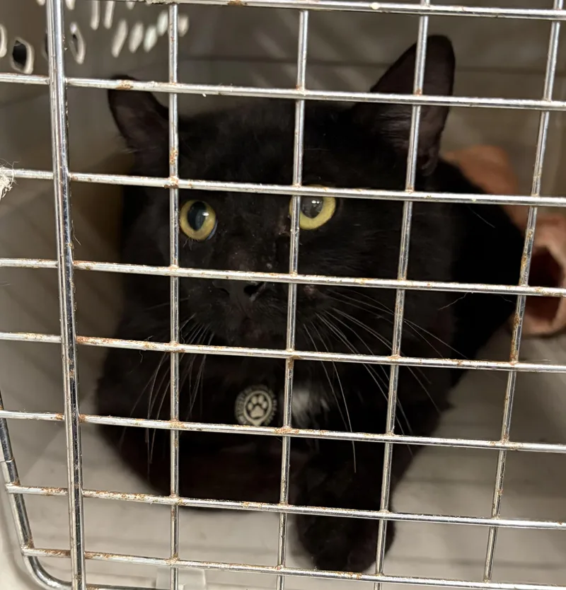 An adult medium-sized male Domestic Short Hair cat named Found C for adoption in Mansfield, CT