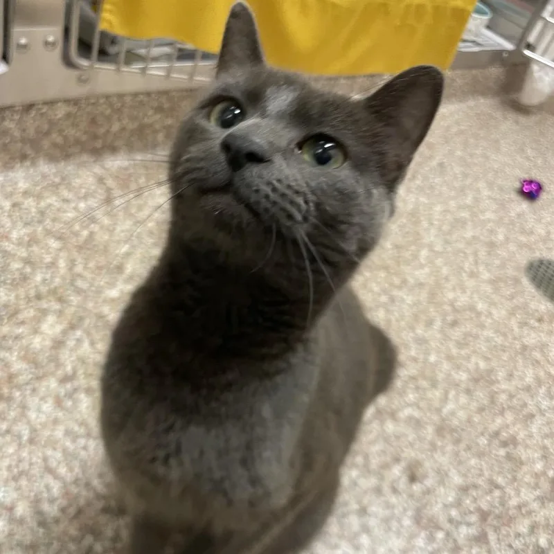 A young medium-sized female Gray / Blue / Silver Domestic Short Hair cat named Nebraska for adoption in Springfield, MA