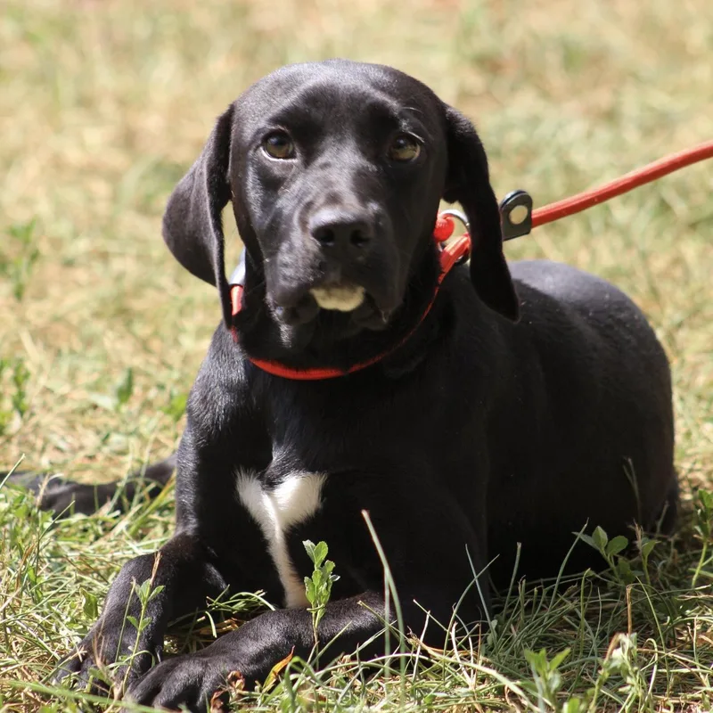 A young medium-sized female Labrador Retriever dog named Marcie for adoption in Columbia, SC
