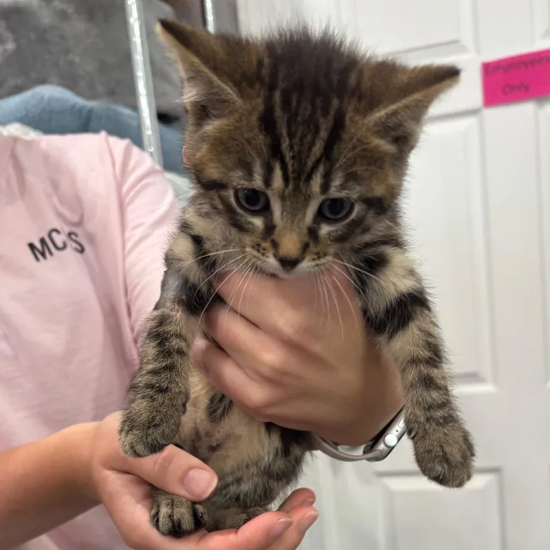 A baby small-sized female Buff / Tan / Fawn Domestic Short Hair cat named Wanda for adoption in Fairmont, WV