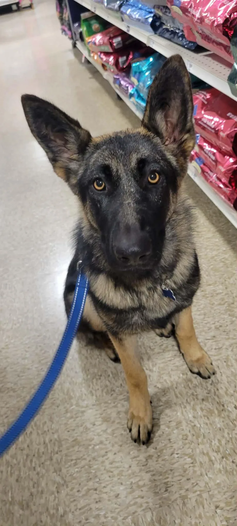 A young large-sized female German Shepherd Dog dog named Ember! for adoption in Roseville, CA