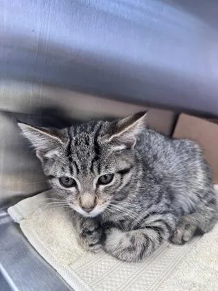 A baby small-sized female Domestic Short Hair cat named Cheesecake Cup for adoption in West Chester, PA