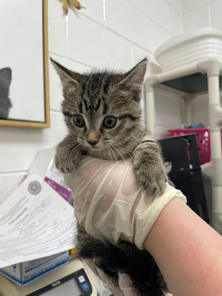 A baby small-sized female Domestic Short Hair cat named Starburst for adoption in Oxford, NC