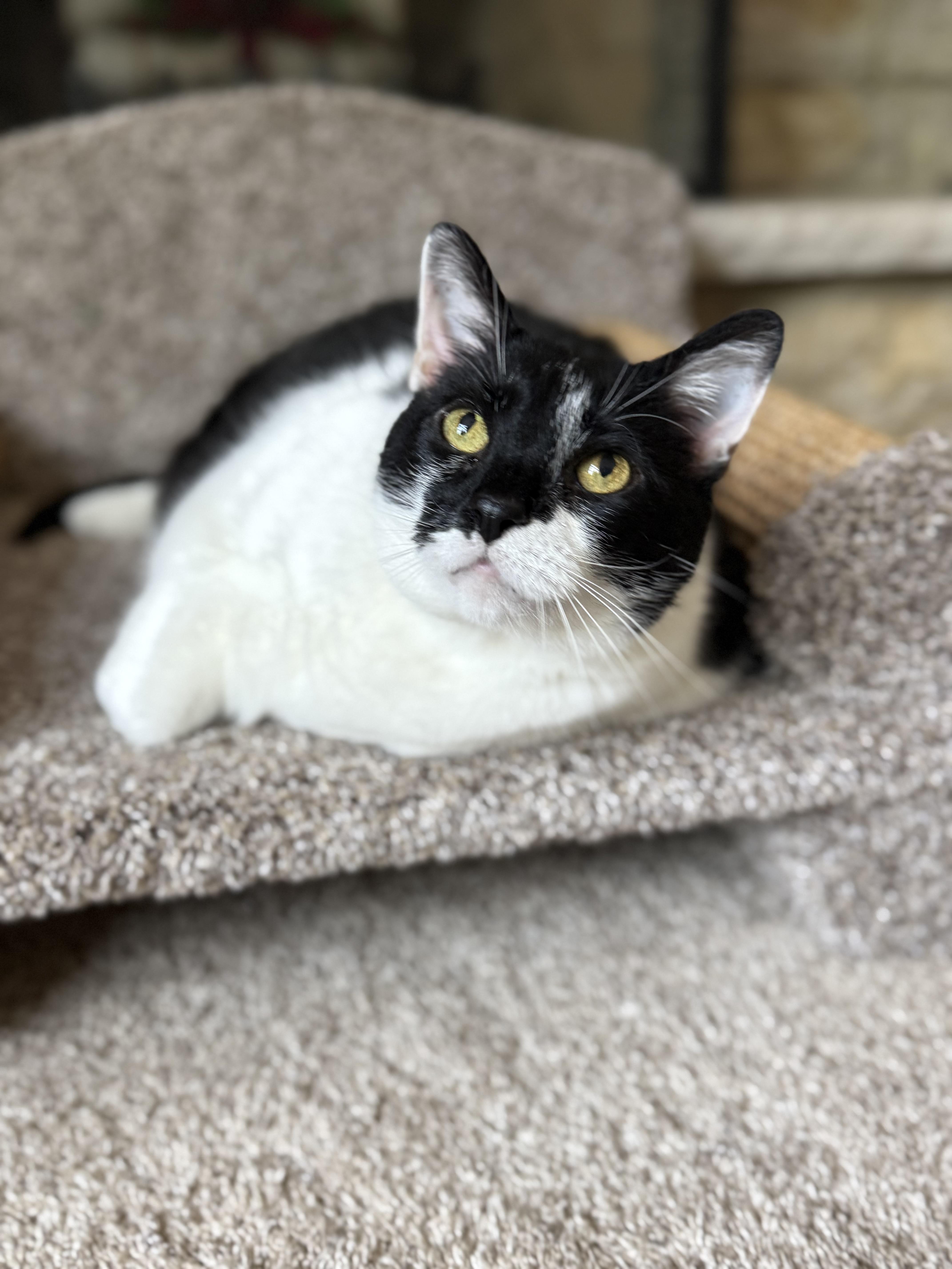 An adult large-sized male Black & White / Tuxedo Domestic Short Hair cat named Bruce for adoption in Plainfield, IL