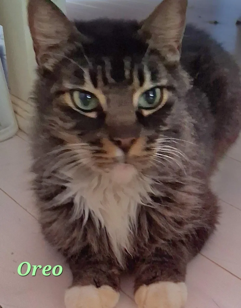 Oreo